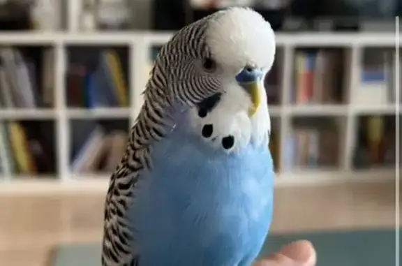 Lost pets , photo: Missing Blue Budgie in Thornbury Area!
