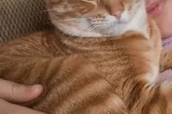 ¡Ayuda a encontrar a Pitu, gato perdido!