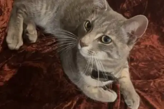 Lost Grey Cat: Small & Friendl...