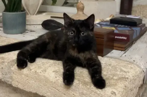 Animaux perdus , photo: Chat Ava disparu après attaque de chien