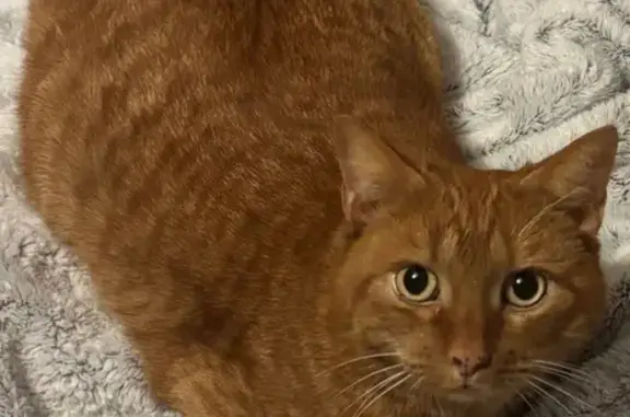 Lost Ginger Tabby with Fluffy...