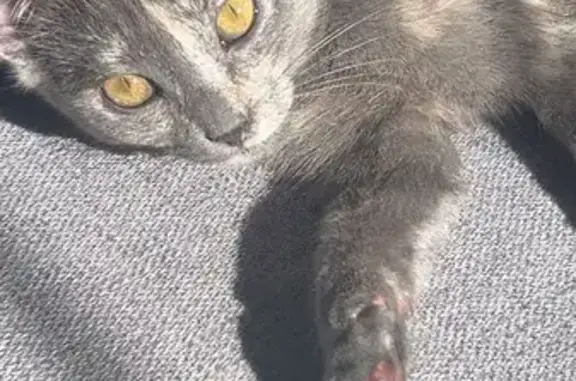 Chat perdu : Gris/blanc, collier violet, Goussainville - photo