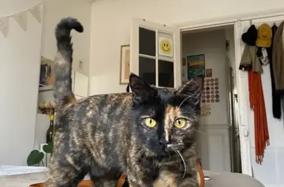 Chat écaille disparu à Agde - photo