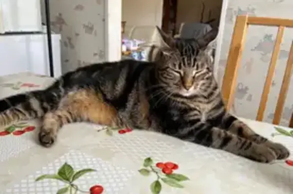 Chatte peureuse disparue à Igny - photo