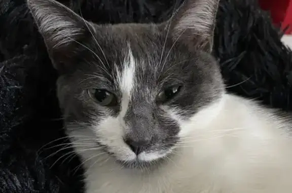 Chat perdu, Saint-Privat-des-Vieux, photo: Chatte Pixie perdue à Saint-Privat-des-Vieux