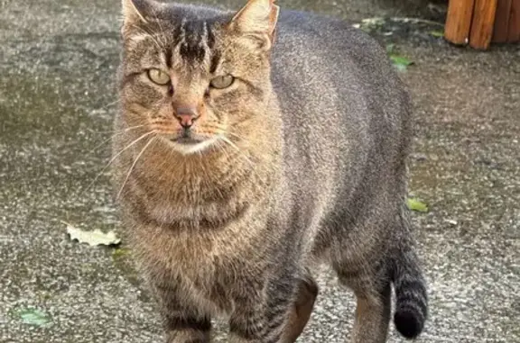 Animaux trouvés , photo: Chat tigré câlin trouvé à Calvi