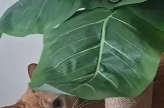Animaux perdus Audincourt, photo: Chat roux perdu, collier bleu QR, Audincourt