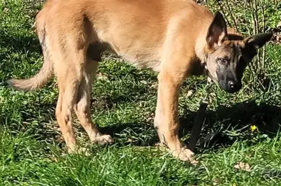 Chien trouvé Talence, photo: Chien marron trouvé Rue des Combattants