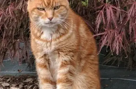 Animaux perdus Cesson-Sévigné, photo: Chat roux épileptique disparu à Cesson-Sévigné