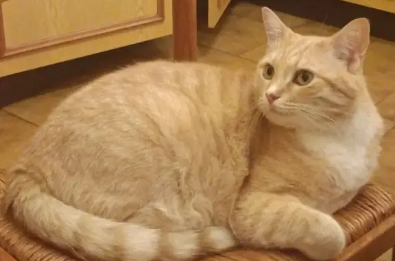 Chat roux perdu entre Ventabren et Aubagne - photo