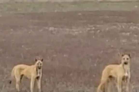 Perros Perdidos en Anguciana: Cruce Galgo-Malinois