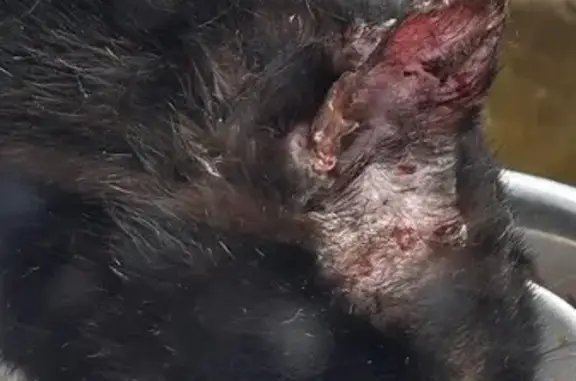 Chat trouvé , photo: Chat errant malade cherche aide urgente