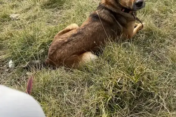Animaux perdus , photo: Chienne fauve perdue à Crac'h