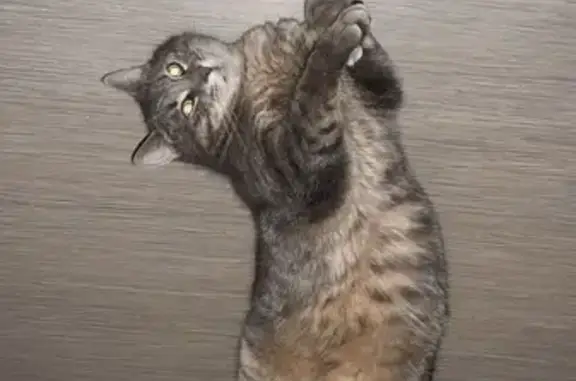 Chat gris tigré perdu à Tourcoing - photo