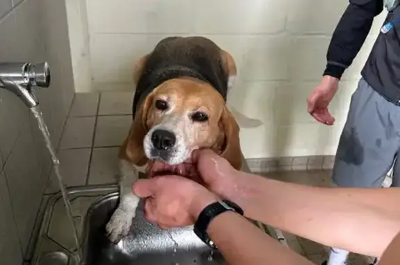 Chien trouvé , photo: Beagle femelle trouvée à Pleudihen-sur-Rance