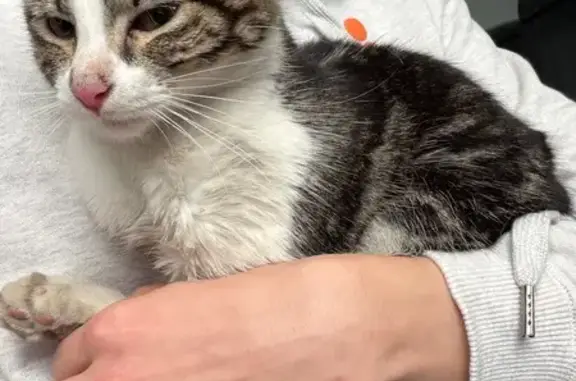Chat trouvé Bordeaux, photo: Chat domestique maigre trouvé à Bordeaux