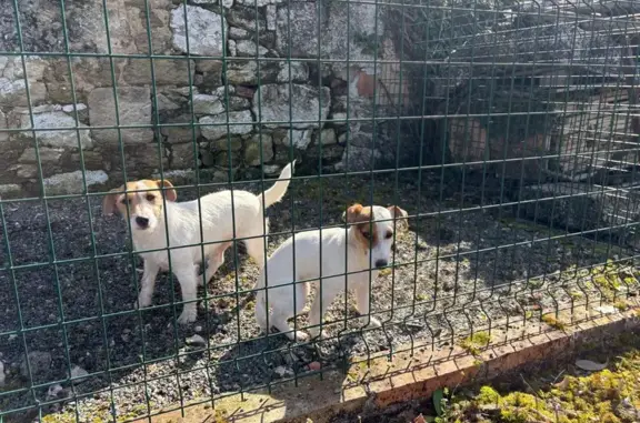 Chien trouvé , photo: Chien trouvé à Cours-de-Monségur