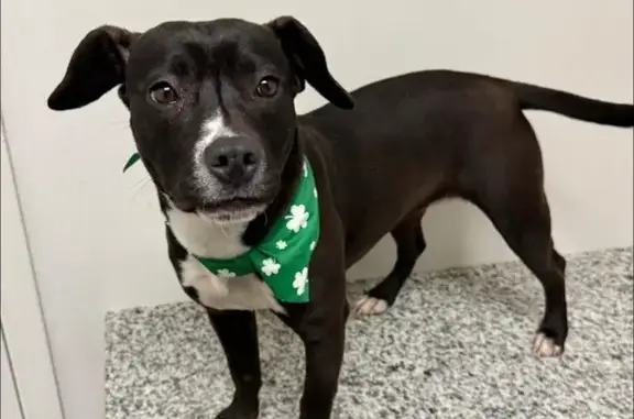 Lost Dog: Sweet Barker on North 30th St