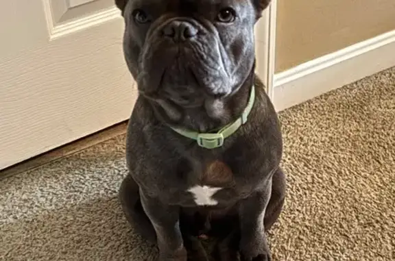 Missing dog, Sellersburg