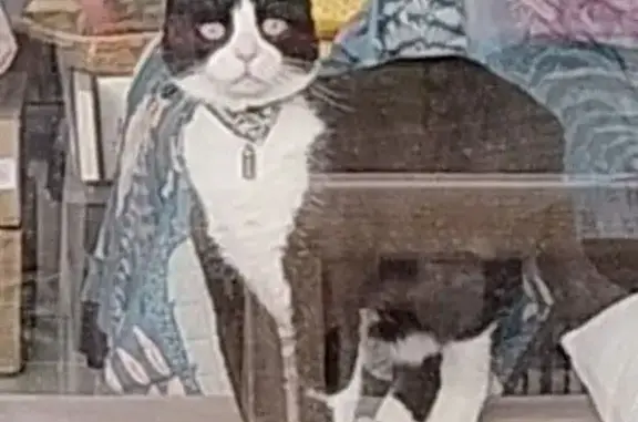 Chat noir et blanc perdu, Le Grau-du-Roi - photo