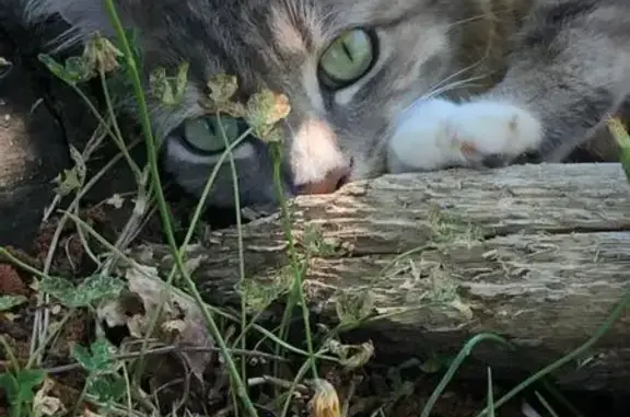 Chat gris Léon perdu à Locmiquélic - photo