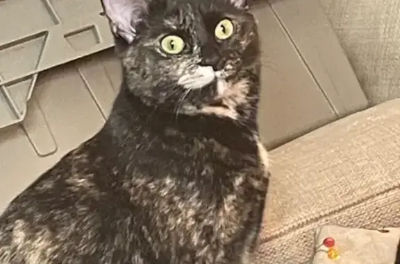Lost Tortishell Cat in Cortland, NY - photo