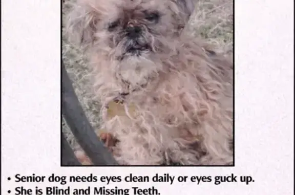 Missing dog Corpus Christi, photo: Blind, Brown & Gray Dog Missing in Corpus