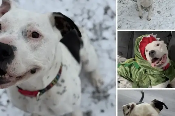 Missing dog, Rossville