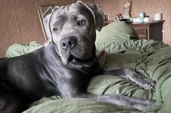 Lost Grey Dog: Friendly to Women & Kids