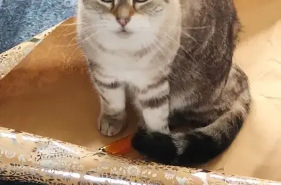 Animaux perdus Saint-Étienne, photo: Chat beige perdu, yeux bleus, St-Étienne