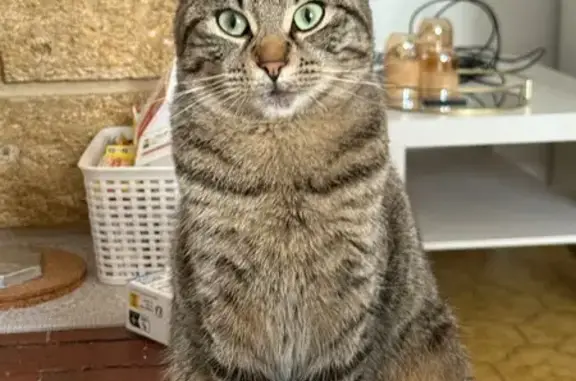 Chat perdu : câlin, sociable, Traverse St-Antoine - photo