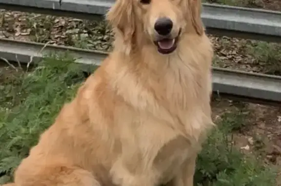 Help Find Millie: Missing Golden Retriever - photo