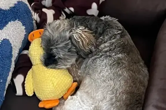 Chien perdu Béziers, photo : Chien fauve un-œil perdu à Béziers