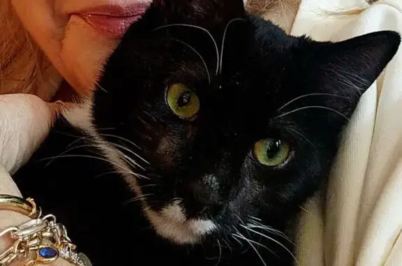 Missing cat Norfolk, photo: Help Find Gollum: Missing Cat in Norfolk!