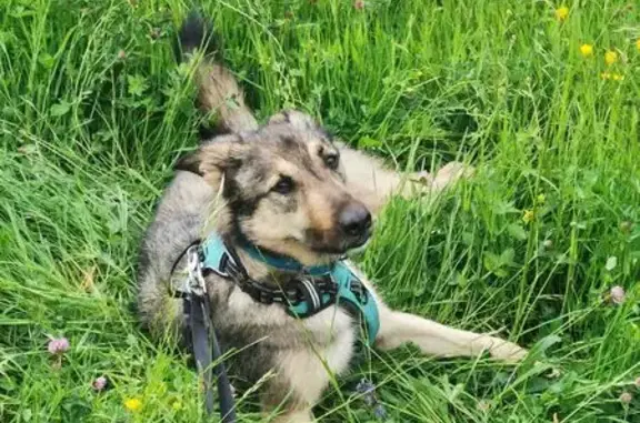 Animaux perdus Blaesheim, photo: Chien fauve perdu avec longe noire 10m