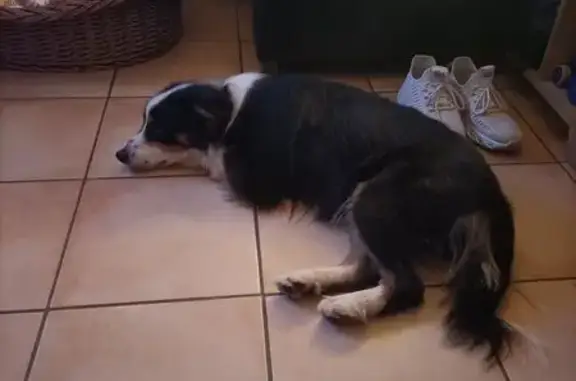 Chienne noire et blanche disparue au Favril - photo