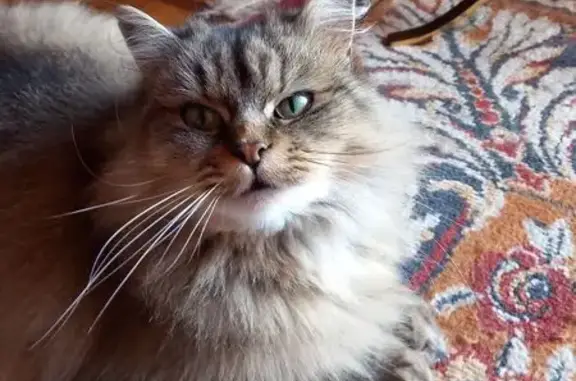 Chatte tigrée disparue à Bort-les-Orgues - photo