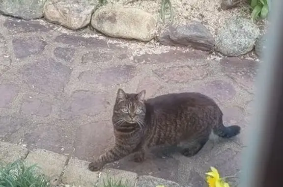 Chat trouvé , photo: Chat sociable trouvé à Tigy