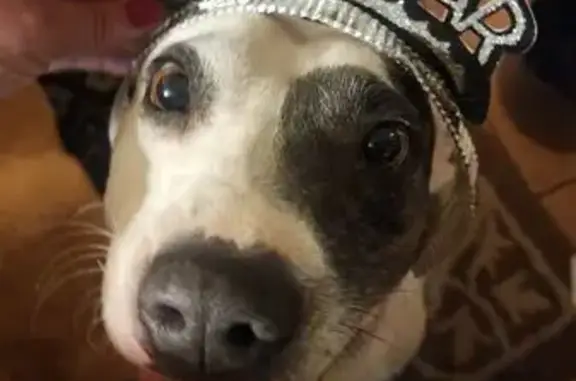 Friendly Spotted Dog Missing in Mission