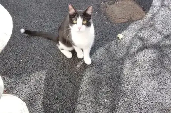 Chat trouvé , photo: Chat noir et blanc trouvé à Villelongue