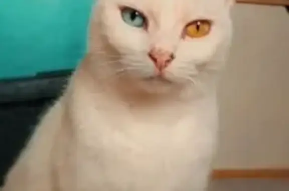 Chatte verron disparue à Pessac - photo