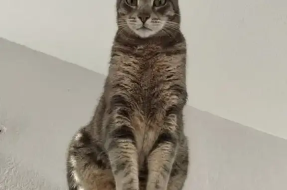 Chat perdu, Vauvert, photo: Chat tigré perdu à Vauvert, aide recherchée