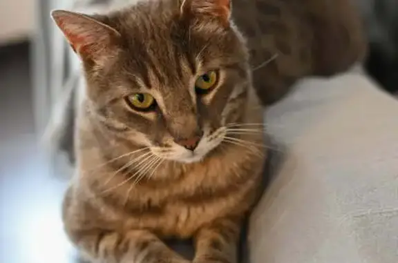 Chat perdu près de la D787 à Pabu - photo