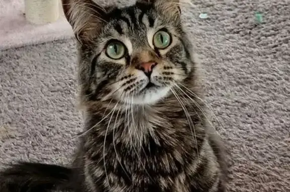 Lost Friendly Cat: Seymour Ave, Jackson