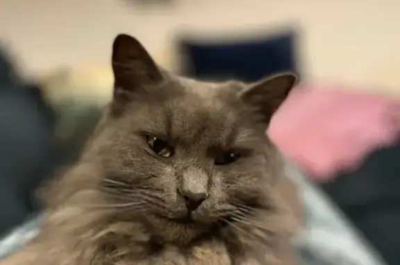 Chat perdu, , photo: Chatte angora Maia perdue à Fonbeauzard