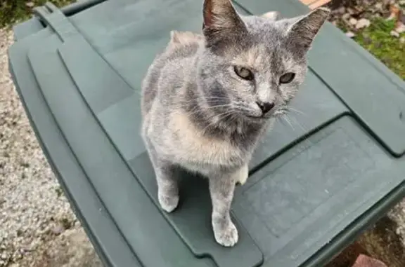 Help Find Our Sweet Gray & Tan Cat!