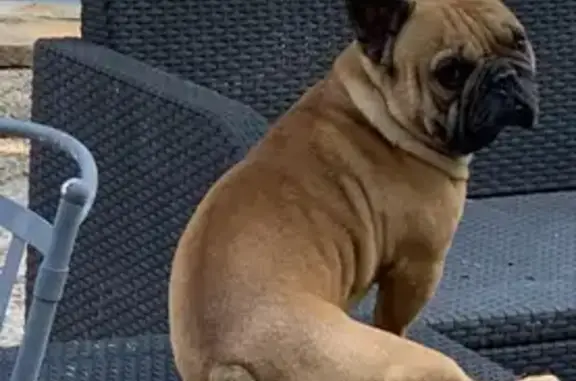 Animaux perdus , photo: Chien fauve 4 ans perdu à Rocbaron