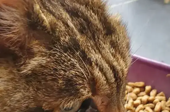 Chat trouvé , photo: Chat écailles blessé et dénutri à Thomery