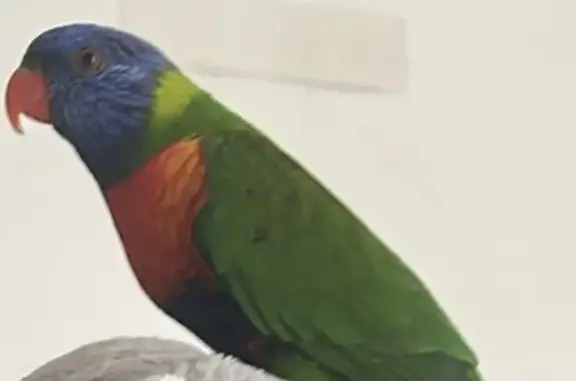 ¡Ave Multicolor Perdida en Inca! - photo