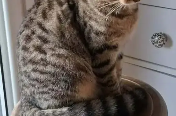 Animaux perdus , photo: Chat européenne disparu à Châtelaudren